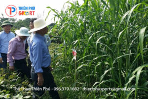Hạt Giống Cỏ Chăn Nuôi Bò, Dê, Thỏ, Cá….