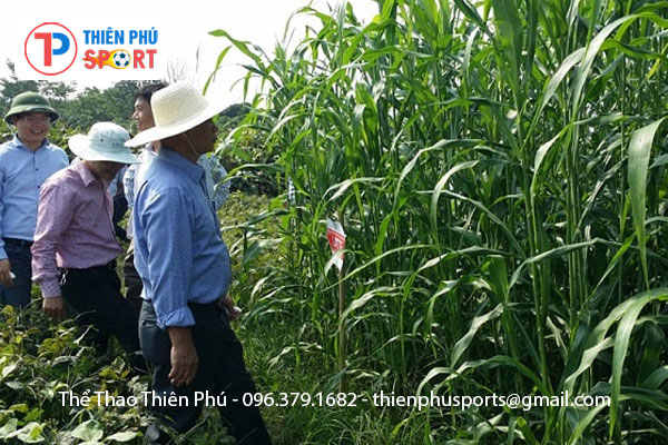 Hạt Giống Cỏ Chăn Nuôi Bò, Dê, Thỏ, Cá….