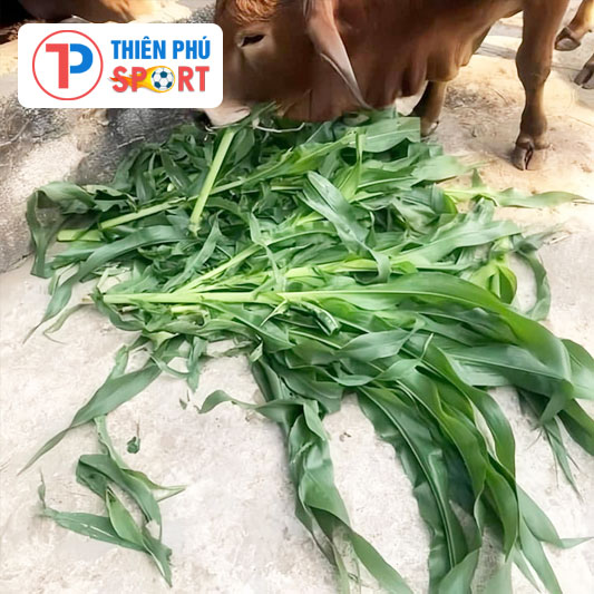 Hạt Giống Cỏ Chăn Nuôi Bò, Dê, Thỏ, Cá…. - Ảnh 10