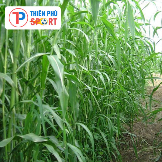 Hạt Giống Cỏ Chăn Nuôi Bò, Dê, Thỏ, Cá…. - Ảnh 9