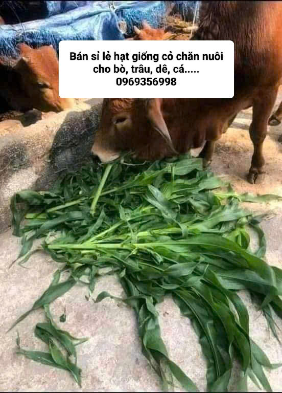 Hạt Giống Cỏ Chăn Nuôi Bò, Dê, Thỏ, Cá…. - Ảnh 4