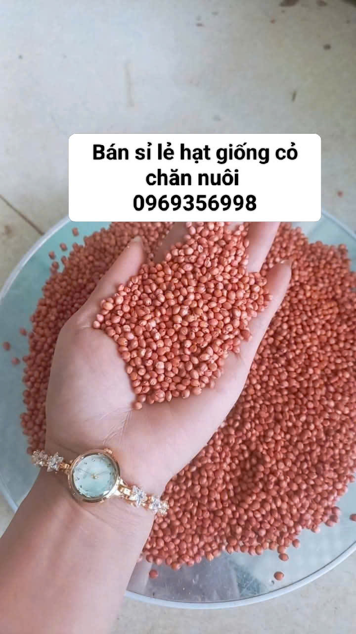 Hạt Giống Cỏ Chăn Nuôi Bò, Dê, Thỏ, Cá…. - Ảnh 3